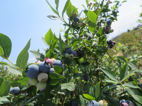 今日のブルーベリー(5月30日)